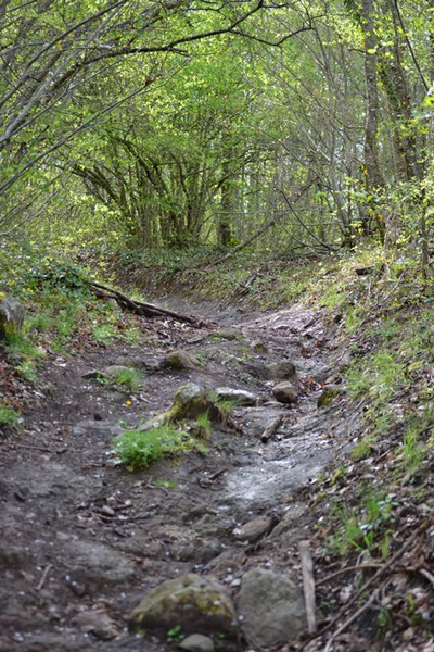Monti Cimini Run  (Crit. Trail) (13/04/2014) 003