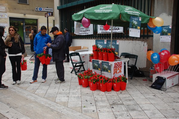 Ancora convalescente, Pino si  dedicato, insieme a un bel gruppo di Podisti Tiburtini, a una nuova iniziativa solidale: distribuire Gardenie per l'AISM