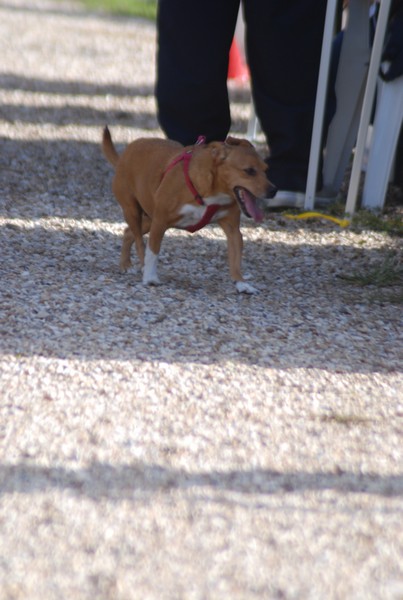 Maratona di Roma a Staffetta (19/10/2013) 00181