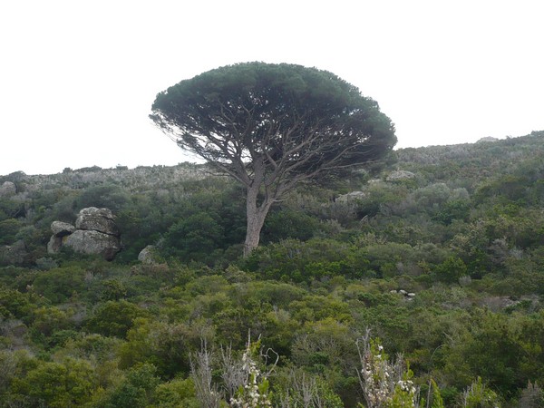 Capraia Wild Trail (06/04/2014) 045